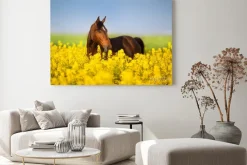 Obraz: Bay horse with long mane on rape field