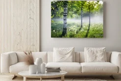 Obraz: Beautiful nature landscape with birch trees grove in the morning