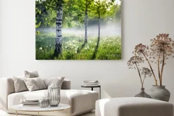 Obraz: Beautiful nature landscape with birch trees grove in the morning