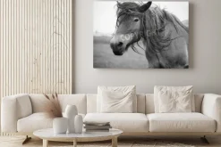 Obraz: Belgijski koń w polu trawy w czerni i bieli