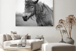 Obraz: Belgijski koń w polu trawy w czerni i bieli