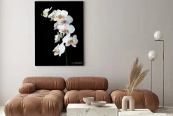 Obraz: Biała orchidea na czarnym tle