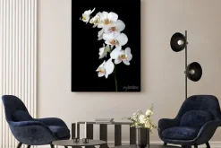Obraz: Biała orchidea na czarnym tle