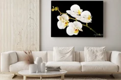 Obraz: Biała orchidea z żółtym środkiem