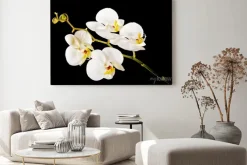 Obraz: Biała orchidea z żółtym środkiem