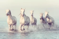 Obraz: Białe konie w galopie na morzu