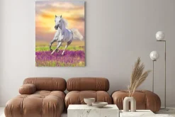 Obraz: Biały koń na wrzosowisku