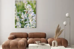 Obraz: Biały lawendy