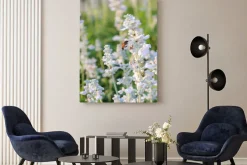 Obraz: Biały lawendy