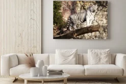 Obraz: Biały tygrys