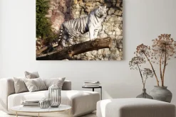 Obraz: Biały tygrys