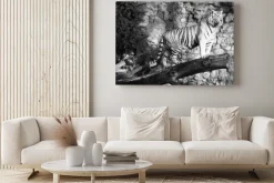 Obraz: Biały tygrys stoi na dziennik nad szczeliną (w czerni i bieli,