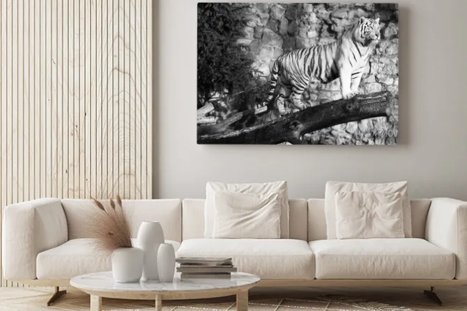 Obraz: Biały tygrys stoi na dziennik nad szczeliną (w czerni i bieli,