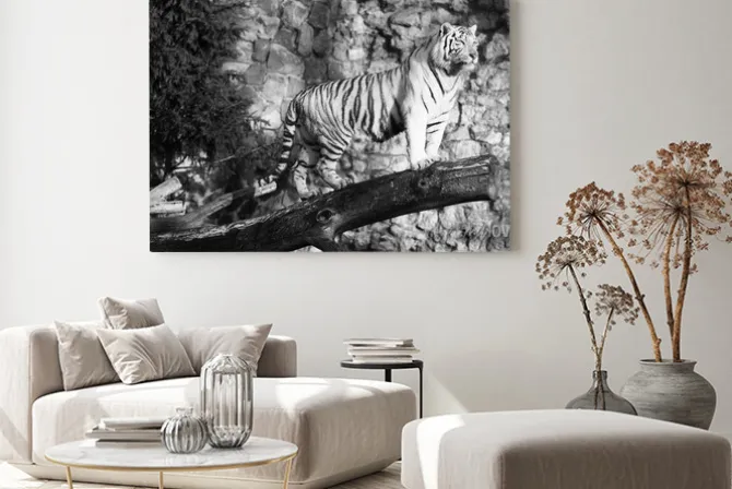Obraz: Biały tygrys stoi na dziennik nad szczeliną (w czerni i bieli,
