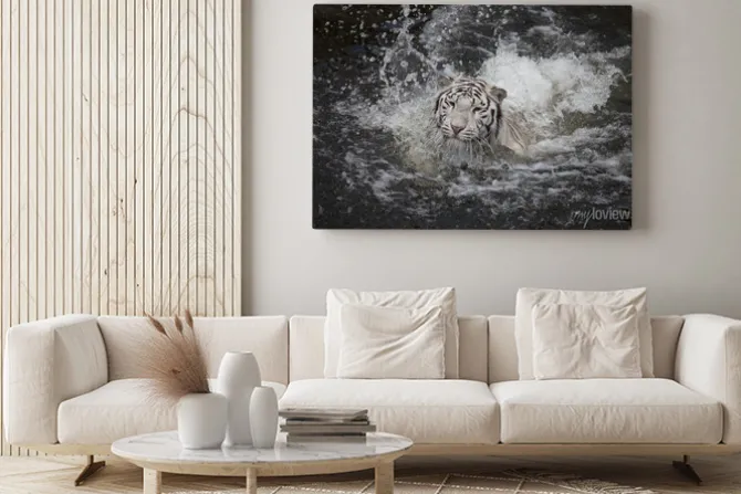 Obraz: Biały tygrys w wodzie