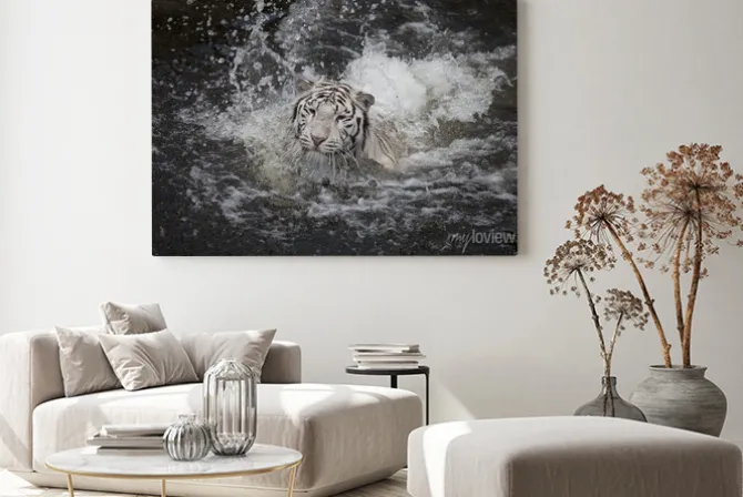 Obraz: Biały tygrys w wodzie