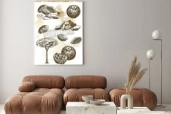 Obraz: Brazylijski nakrętki zestaw szkiców wektorowych na abstrakcyjnym