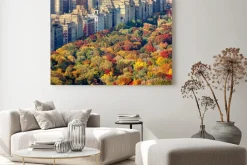 Obraz: Brilliant kolory spadek liści w central parku późnym popołudniem.