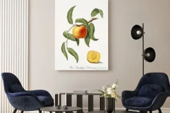Obraz: Brzoskwinia na gałązce w stylu rysunku botanicznego retro
