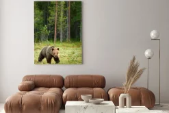 Obraz: Brązowy niedźwiedź w lesie