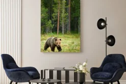 Obraz: Brązowy niedźwiedź w lesie