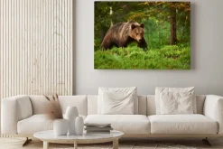 Obraz: Brązowy niedźwiedź w lesie