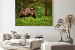 Obraz: Brązowy niedźwiedź w lesie