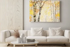 Obraz: Brzozowy gaj w czasie jesieni