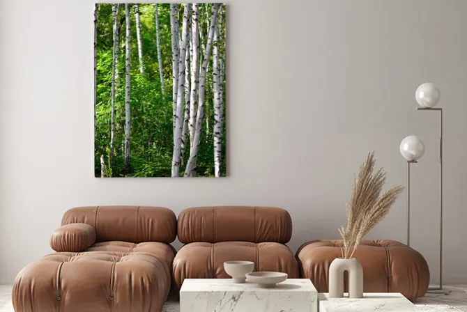 Obraz: Brzozowy las