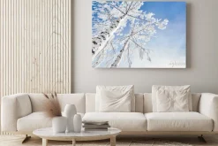 Obraz: Brzozy pokryte szronem