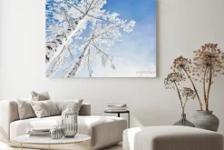 Obraz: Brzozy pokryte szronem