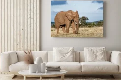 Obraz: Bull elephant