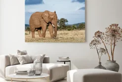 Obraz: Bull elephant