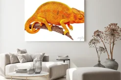 Obraz: Caméléon sur branche sèche, lubiący blanc