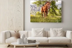 Obraz: Cavallo pascolo