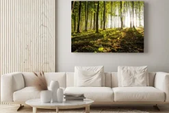 Obraz: Charakter. zachód słońca w lesie