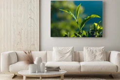 Obraz: Close-up zielonych świeżych liści herbaty na plantacji.