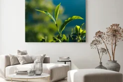 Obraz: Close-up zielonych świeżych liści herbaty na plantacji.