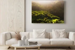 Obraz: Coffee fields in costa rica aerial drone photograph