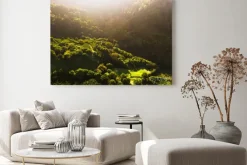 Obraz: Coffee fields in costa rica aerial drone photograph