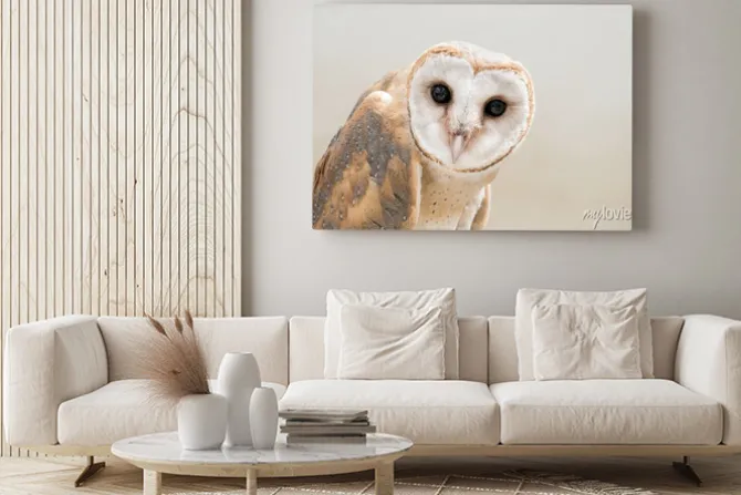 Obraz: Common barn owl (tyto albahead) bliska