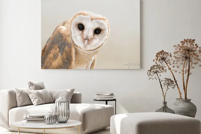 Obraz: Common barn owl (tyto albahead) bliska