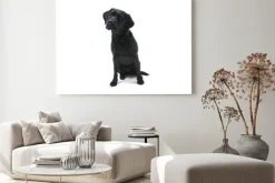 Obraz: Czarny labrador na białym tle