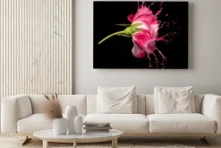 Obraz: Czerwona róża plamy