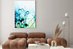 Obraz: Dmuchawce z kroplami wody