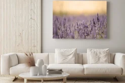 Obraz: Kwitnące pole lawendy