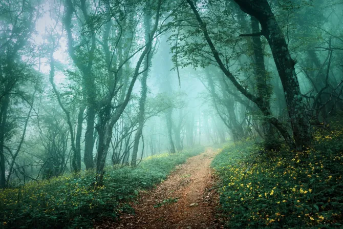 Obraz: Las we mgle tajemniczy krajobraz