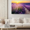 Obraz: Lawendowe pole o zachodzie słońca