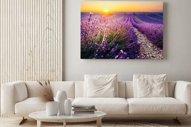 Obraz: Lawendowe pole o zachodzie słońca