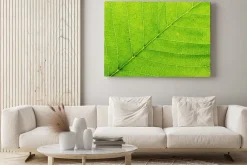 Obraz: Liść z bliska roślin. macro.